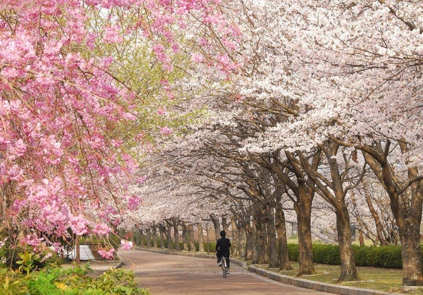 桜色のグラデーションが魅力