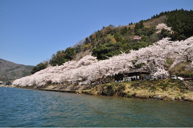 琵琶湖の湖岸沿い約4キロに及ぶ桜の絶景