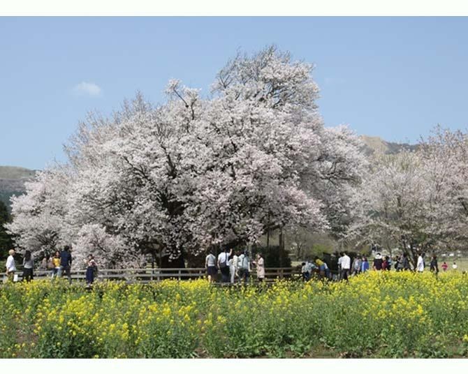 菜の花畑が広がる中で薄桃の花を広げる大桜 / 画像提供：南阿蘇村産業観光課