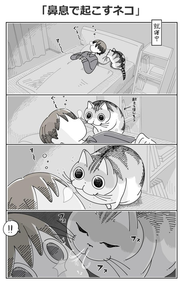 「鼻息で起こすネコ」A