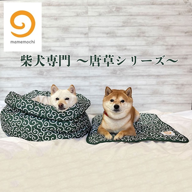 柴犬のためのグッズを展開する新ブランド「mamemochi」から、唐草模様