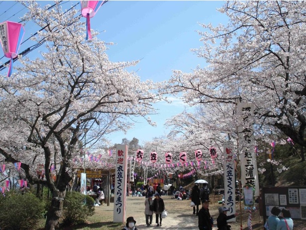 【写真】「日本さくら名所100選」にも選ばれている「衣笠山公園の桜」