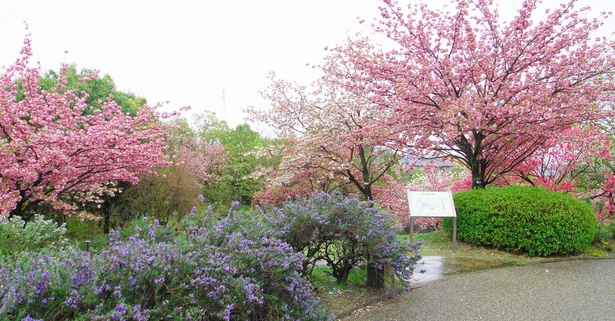 多種多様な桜を一度に見られるのがうれしい 
