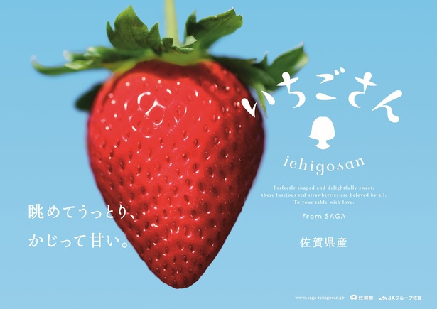 佐賀県としては20年ぶりの新ブランドとなる「いちごさん」。1万5000株もの中から選び抜かれた自信作なんだそう