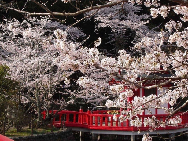 桜、弁天堂を一枚に収めた写真