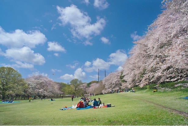 桜の大木に囲まれた自然豊かな公園