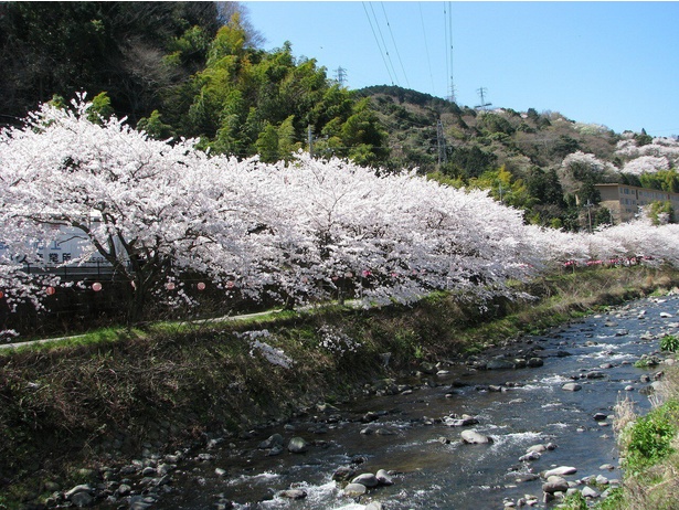 川沿いの美しい桜並木の風景を楽しめる