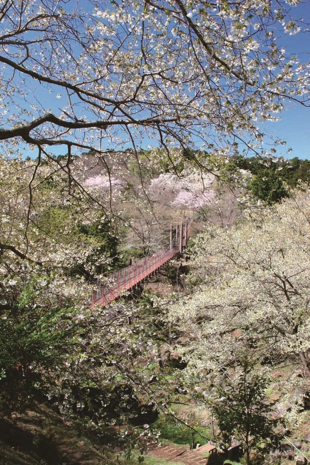 駿河平自然公園の桜と吊り橋