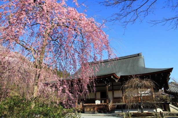 境内の各所で多様な桜を観賞できる