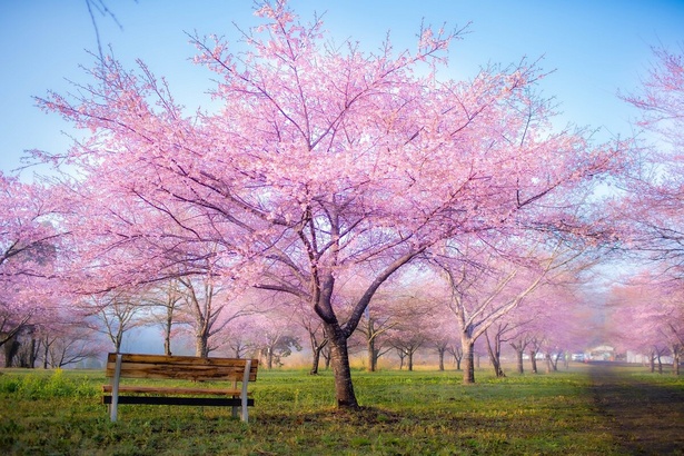 しだれ桜は西日本一の規模を誇る