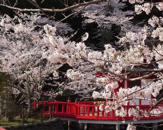 今週末(3月25・26日)の桜見頃はここ！東・西日本のまもなく見頃を迎えるお花見名所ガイド