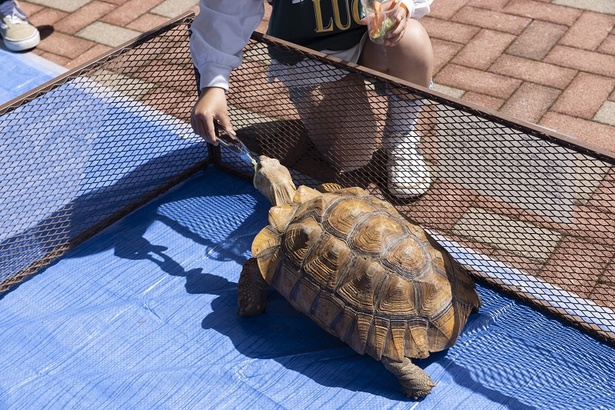 「ふれあい動物広場」にはさまざまな動物がいた