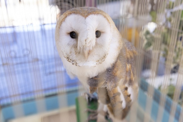 フクロウも発見！
