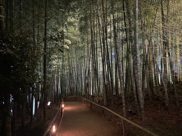 竹林・偃月池周辺の松なども照らし、自然の中に幻想さをかもしだす