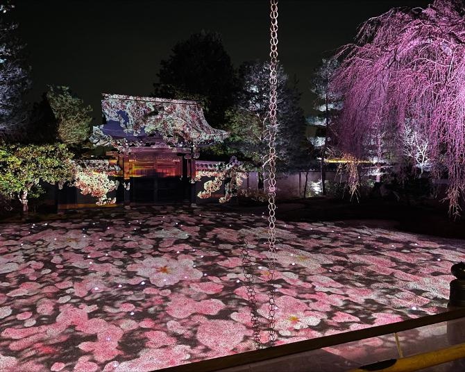 京都・高台寺で「春の夜間特別拝観」が開催中！秀吉とねねの物語を光と映像で幻想的に演出