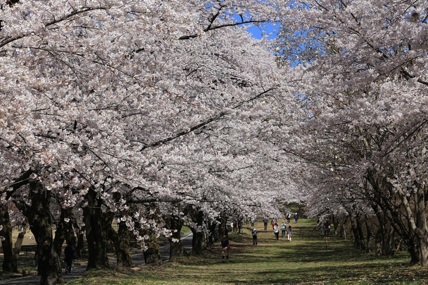 【写真】樹齢60年あまりのソメイヨシノが続く「赤城南面千本桜」