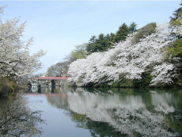お堀の水面に映る桜が美しい