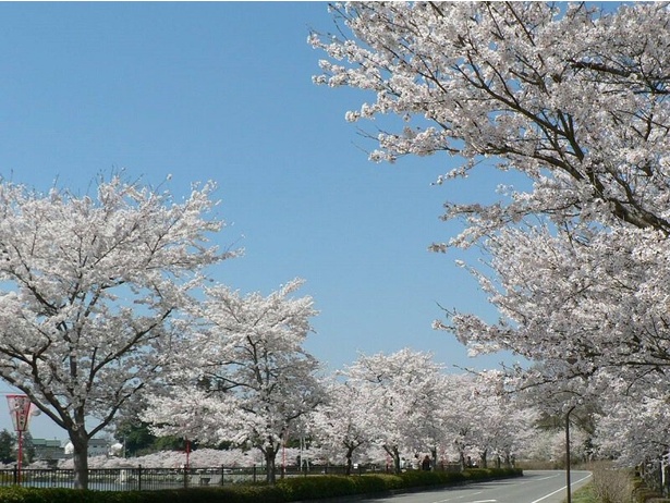 美しい桜の道を通ることができる