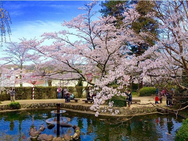 打吹公園内を彩る桜