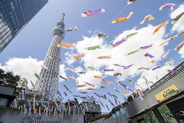 東京スカイツリーの足元で、約1500匹のこいのぼりが空を泳ぐさまは圧巻！