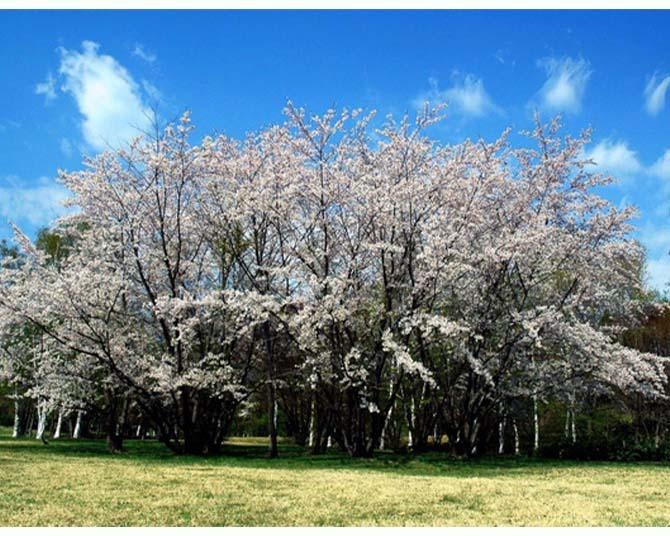 【2023年】札幌の人気桜スポット3選！GWのぽかぽか陽気の中、公園散策と一緒に桜を楽しもう