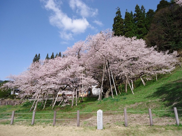一度は見ておきたい天然記念物の桜
