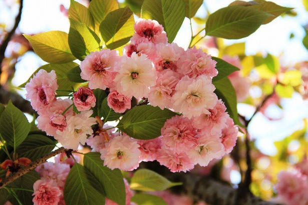 広い敷地の各所で見られる桜
