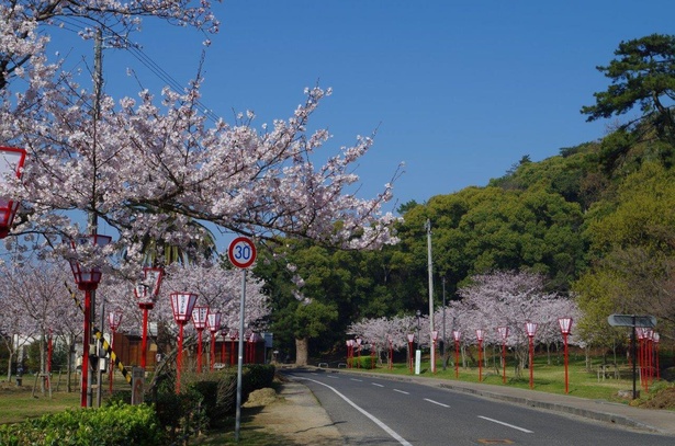 道路の両サイドで桜を観賞できる