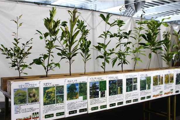 地域に自生する高木種10種、亜高木種19種、低木の樹種12種が植樹された
