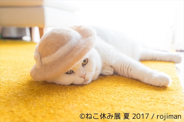 話題の抜け毛帽子の新作も楽しみ♪浅草橋では、ふーちゃんの抜け毛で作った、コラボ帽子が展示される