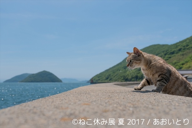 夏の「ねこ休み展」らしい、海バックの一枚