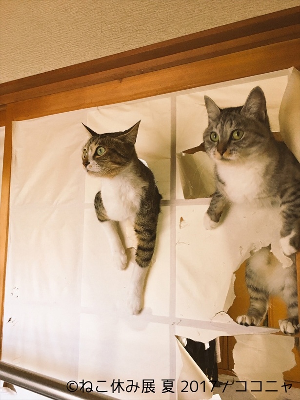 障子破り猫軍団として話題の“ココニャ”が同展に初参戦！