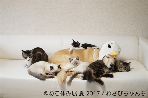 このわんちゃんになりたい！と思うほど猫と幸せいっぱいな一枚