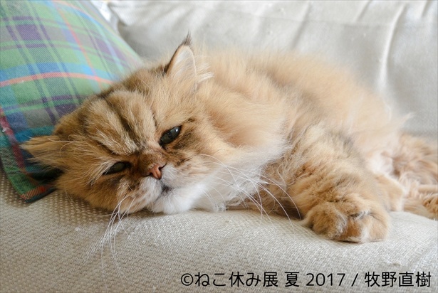 甘えんぼ…な表情のふーちゃん