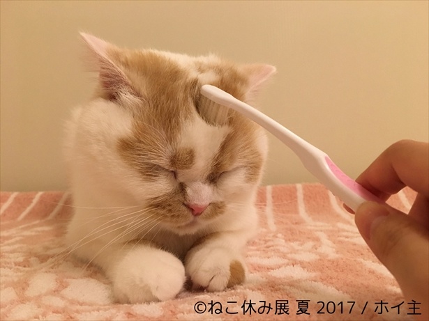 【写真を見る】ブラッシング中？のホイップちゃん。気持ちよさそうです！