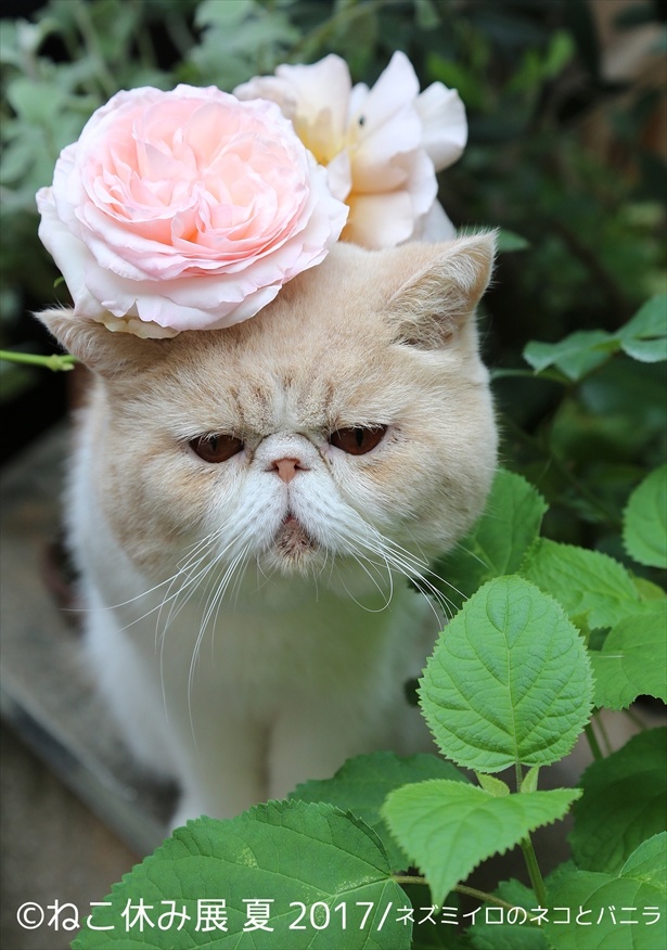 おしゃれな洋画の世界のよう