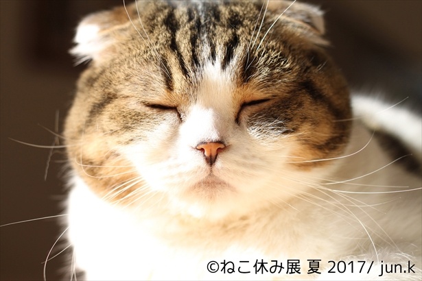 夏のあたたかな日差しに眠くなっているのかな？