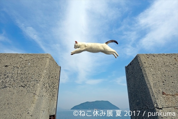 猫の身体能力に驚く一枚！