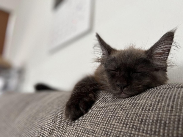 ソファの上でくったり眠るテオ