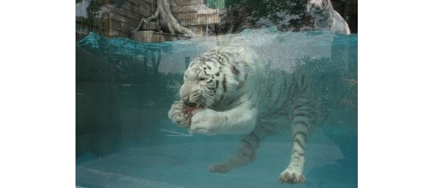 【大人気のホワイトタイガーがこんな近くに!?】「ホワイトタイガー飼育体験福袋」間近に餌やりができる権利付き！