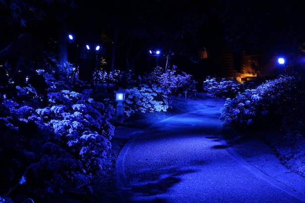 【写真を見る】青色LEDライトによるイルミネーションで彩られる「あじさいNight Walk」