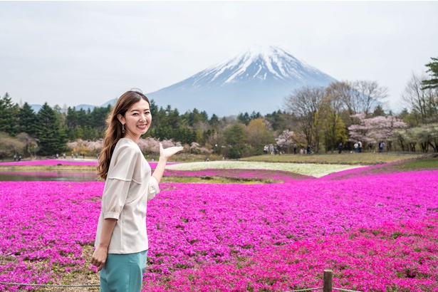濃淡さまざまなピンク色が富士山麓を埋め尽くす様は「圧巻！」のひと言