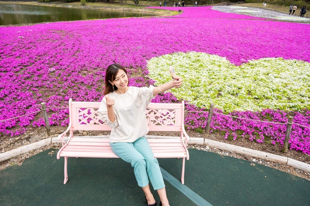 「ピンクのベンチ」の後ろの芝桜は、なんとハート型になっている！