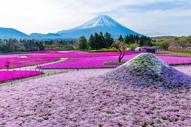 富士山をバックに“ダブル富士”を撮ることができる「ミニ芝桜富士」