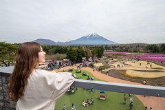 富士本栖湖リゾートの展望塔からは、芝桜や庭園、富士山を見渡すことができる