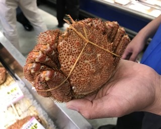 北海道のカニのプロ直伝！　市場で困らない美味しいカニの見分け方