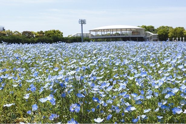 なばなの里」のネモフィラは今が一番の見頃！壮大な花の海を見に行こう