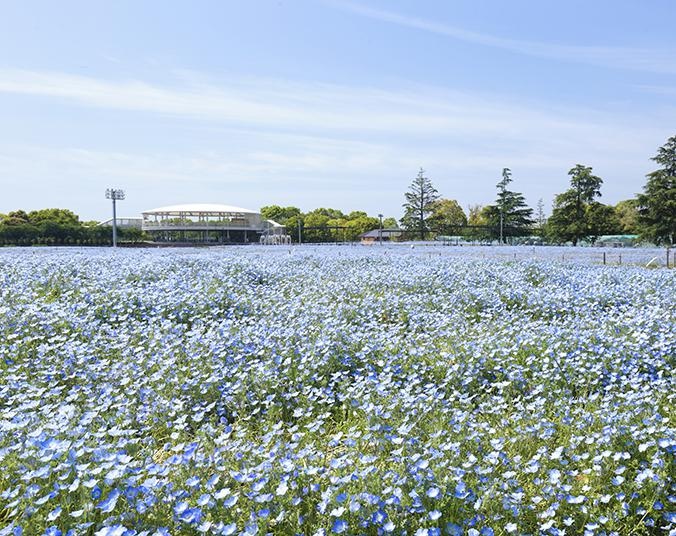 「なばなの里」のネモフィラは今が一番の見頃！壮大な花の海を見に行こう♪