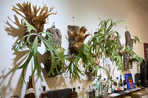 熱帯の多肉植物・アガベは、店内のインテリアのアクセントにもなっている