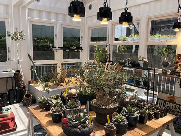 「Lima Coffee＆PLANTS」には、アガベのショップも併設